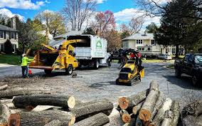 Best Stump Grinding and Removal  in Mountain Lakes, NJ